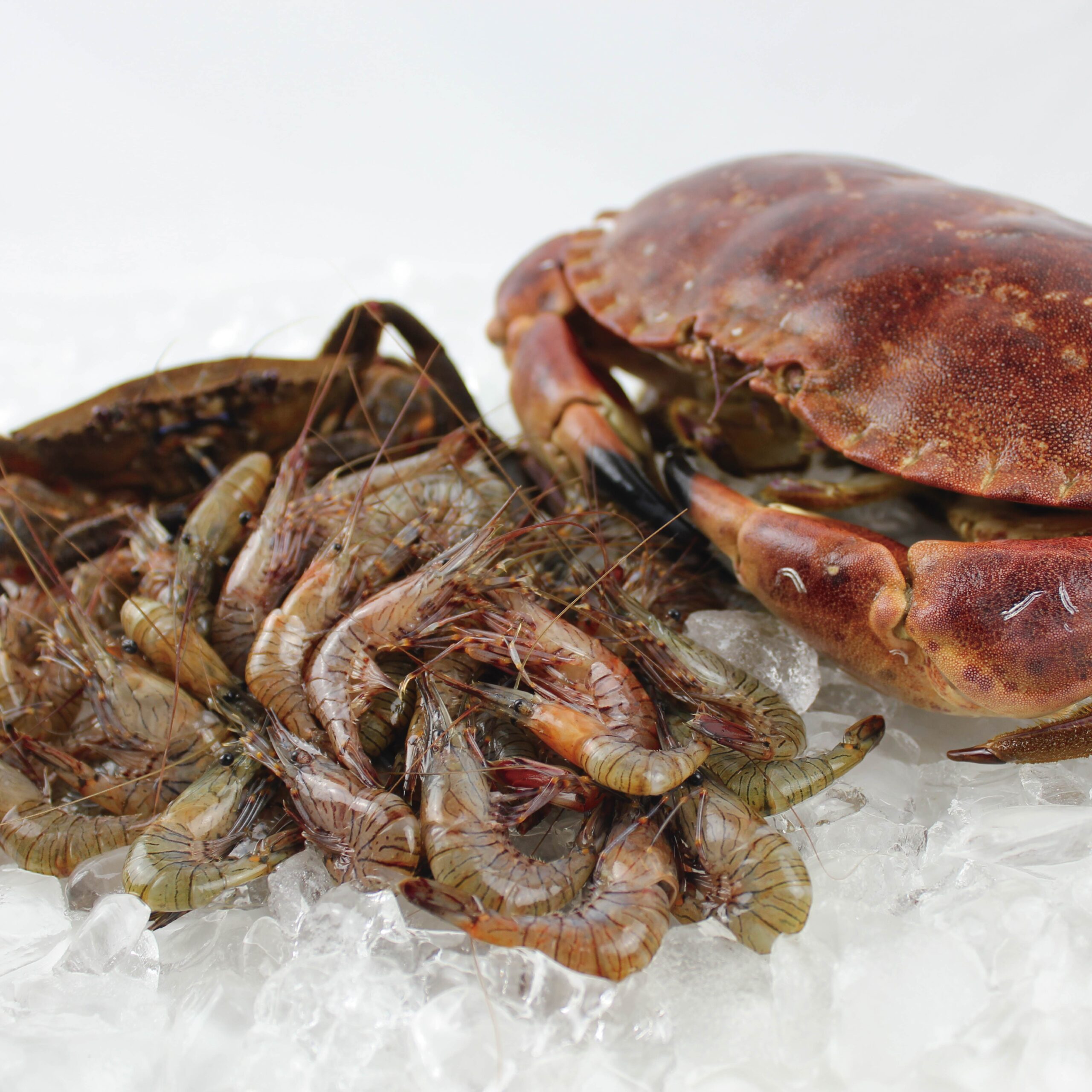 mariscada-gallega-una-persona-centollo