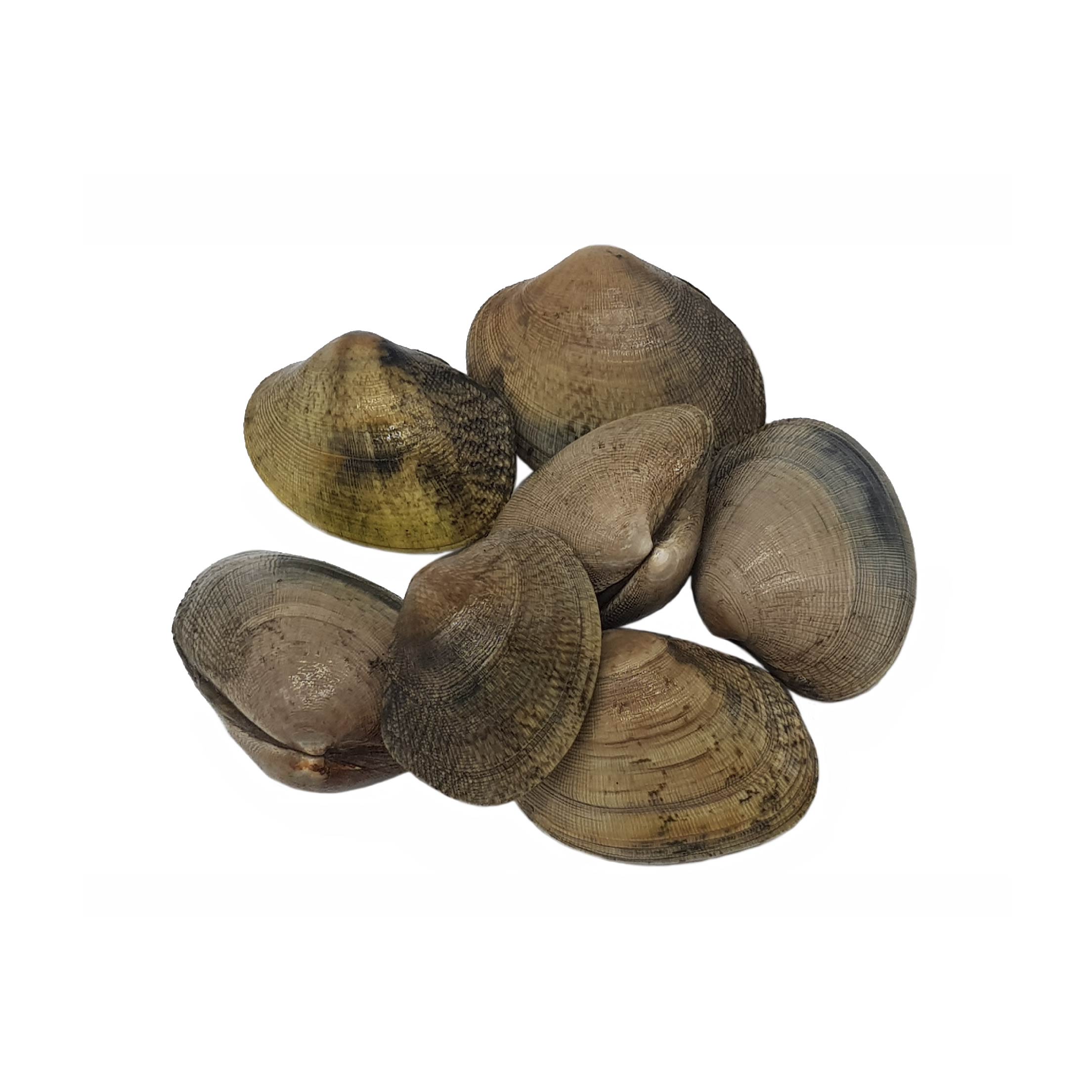 almeja-fina-gallega-mariscos-gallego-01