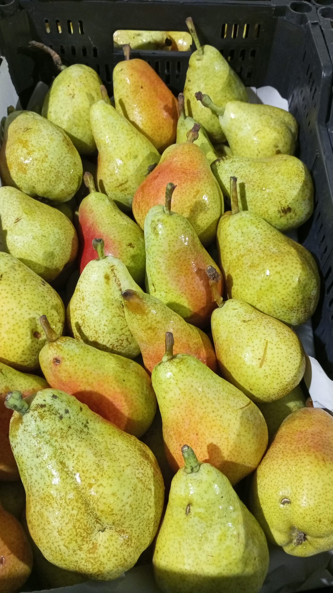 PERA LIMONERA.1