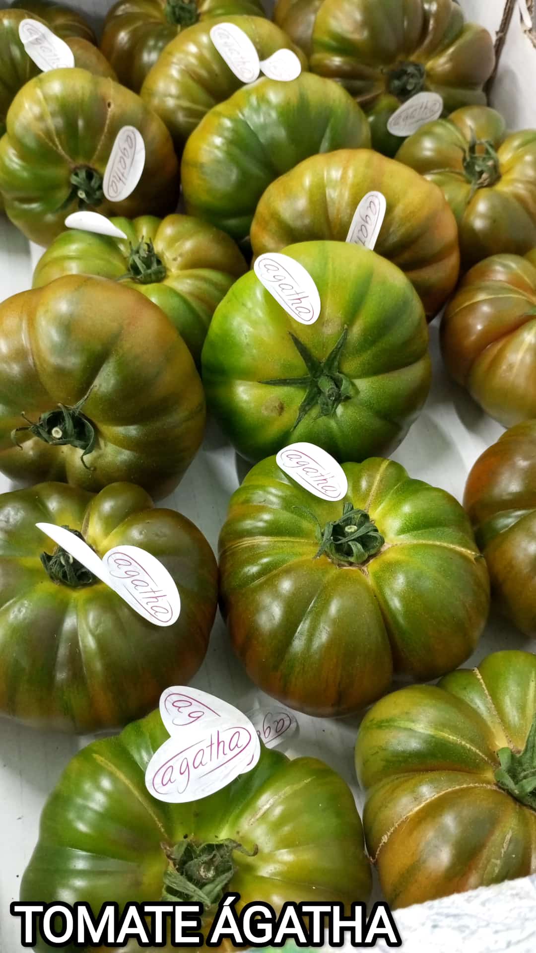 TOMATE AGATHA.1