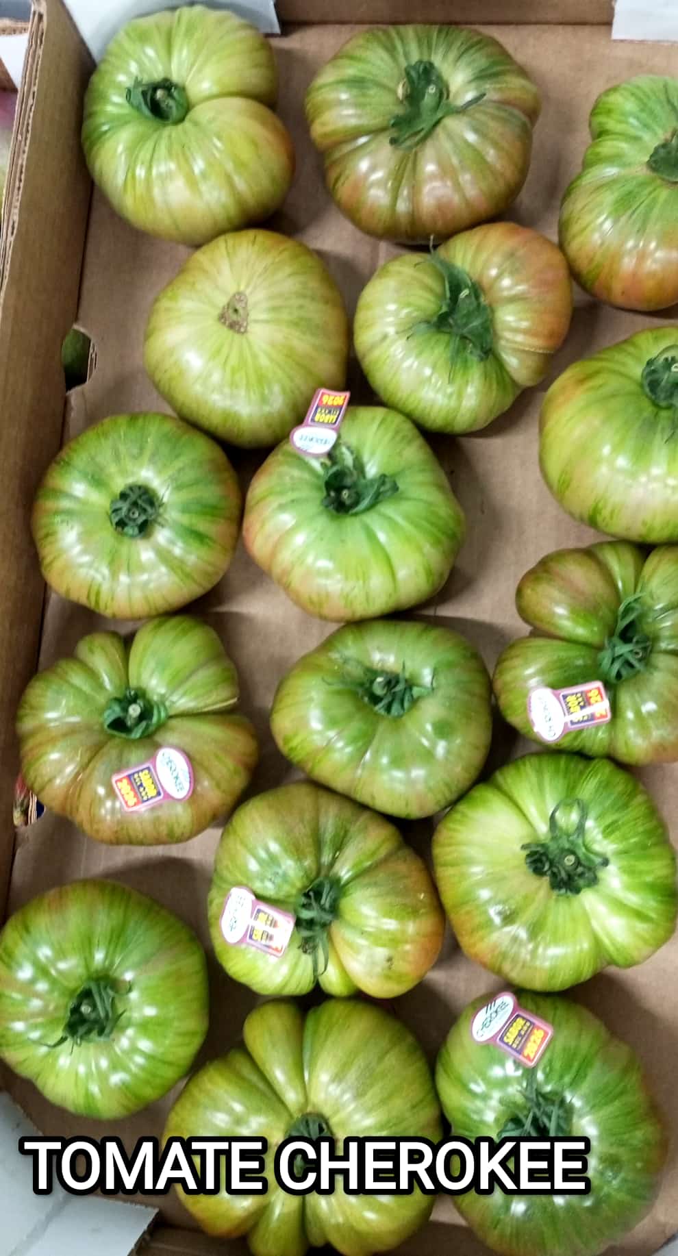 TOMATE CHEROKEE.1
