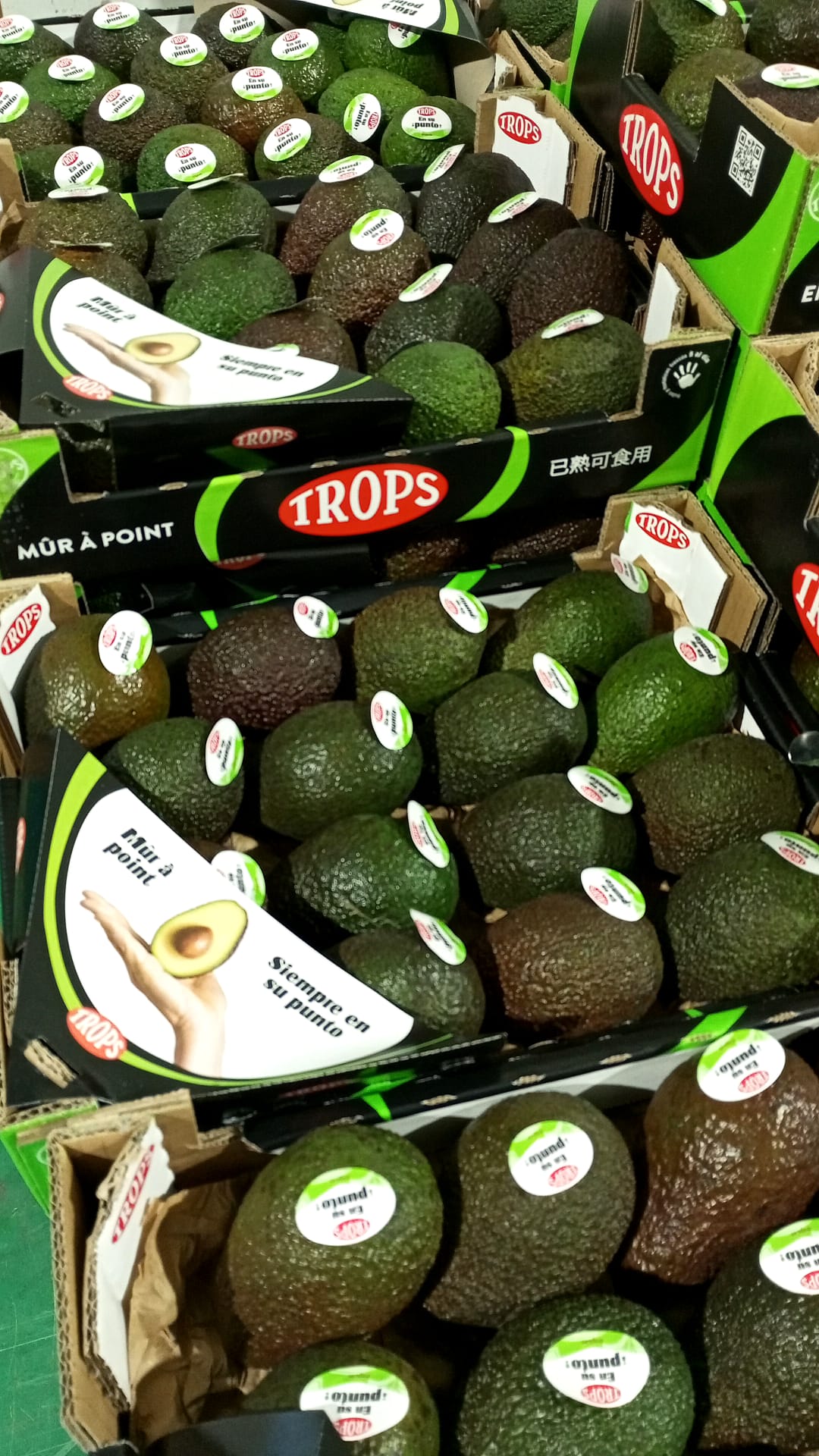 AGUACATE TROPS.1