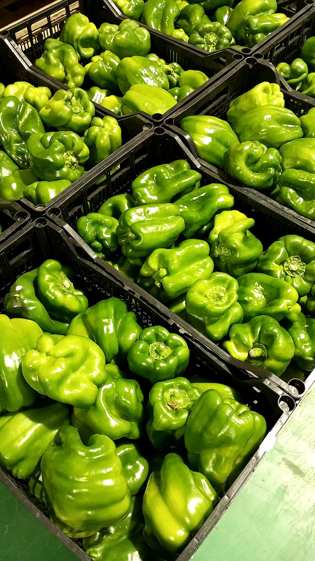 PIMIENTO LAMUYO VERDE