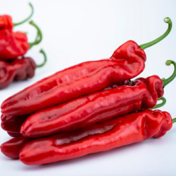 PIMIENTO PALERMO ROJO
