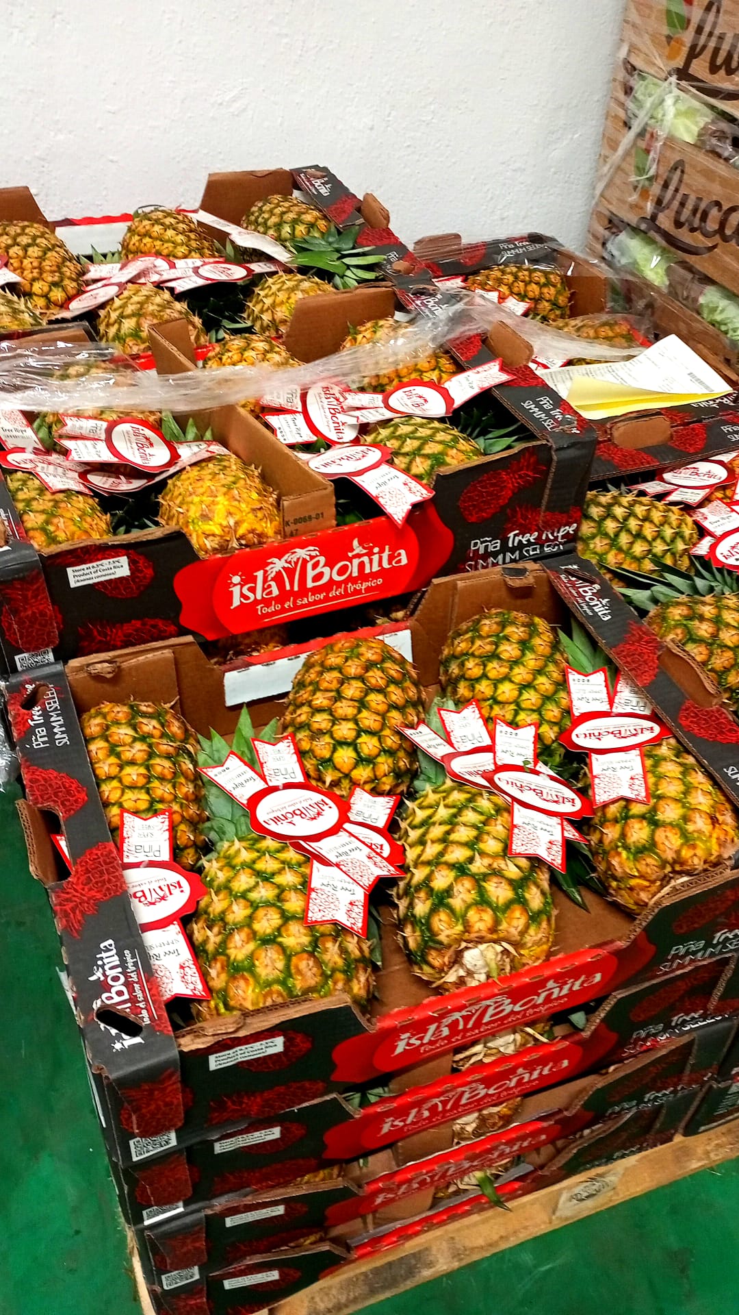 PIÑA.1