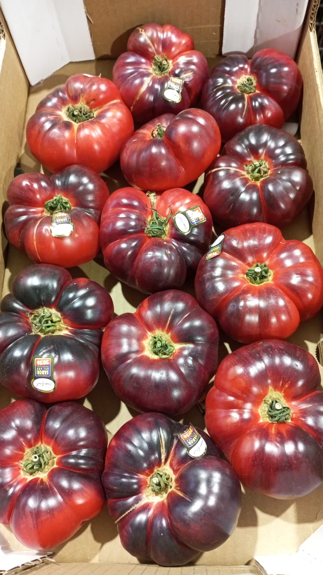 TOMATE MAR AZUL-1