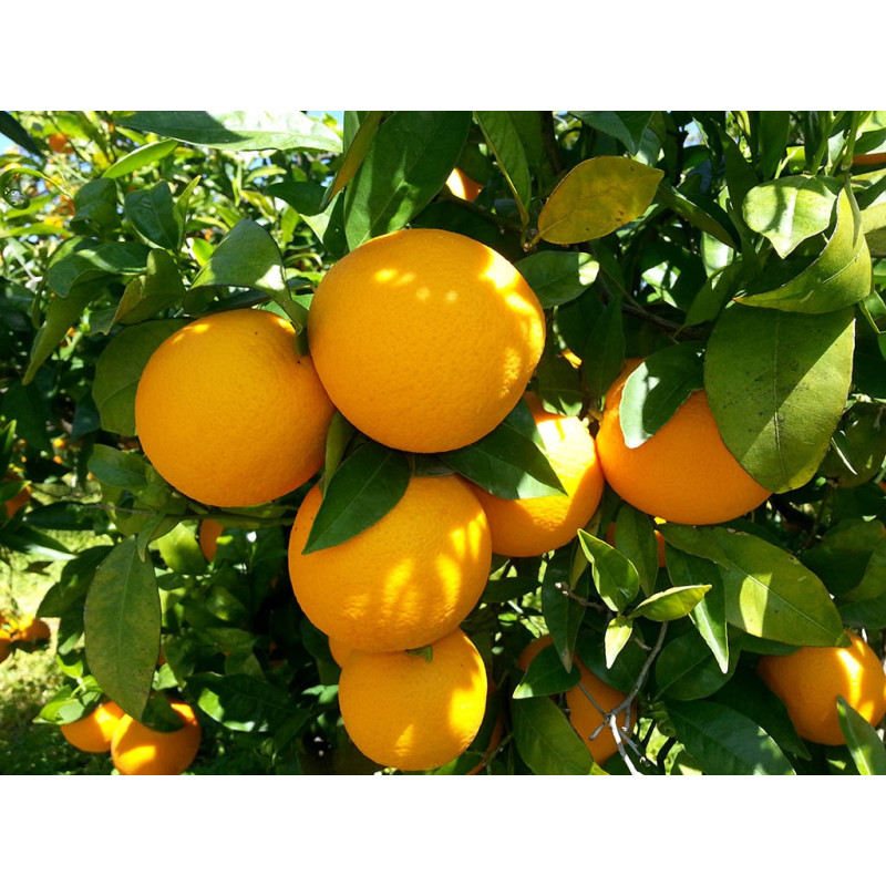 NARANJA VALENCIA LATE